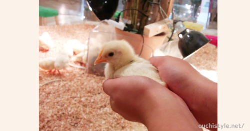 ひよこを触っているアイキャッチ